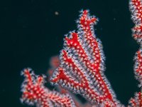 Rubiah Sea Garden [ 28 images ]